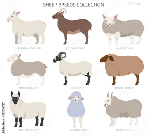 Sheep breeds collection 4. Farm animals set. Flat design