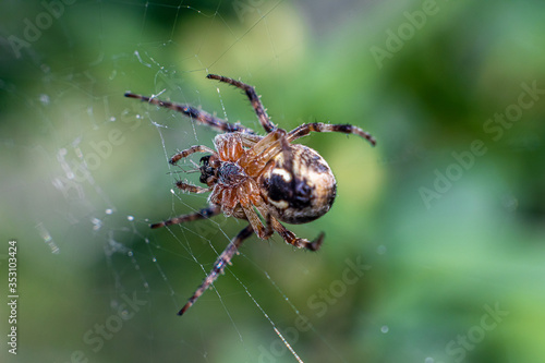 A spider hanging on its web against a background of greenery