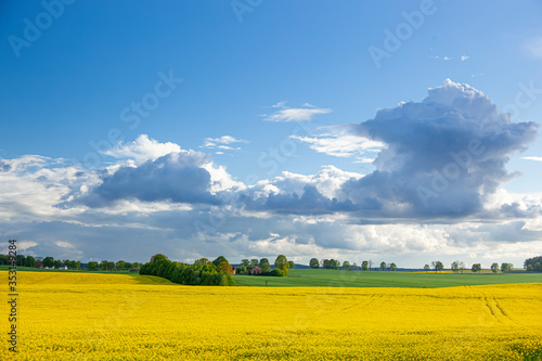 Rzepak - żółte kwiaty rzepaku - krajobraz rolniczy, Polska, Warmia i mazury