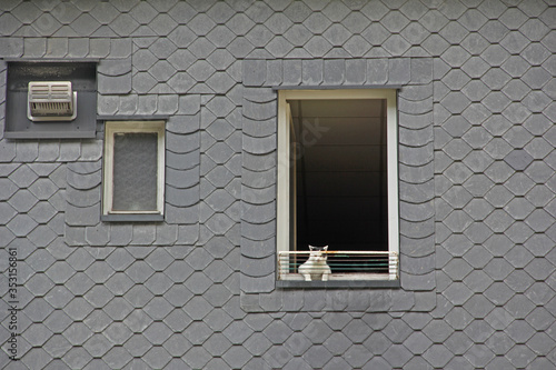 Katze schaut aus Fenster