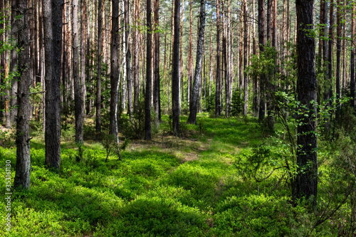 Wiosna na Podlasiu. Puszcza Knyszyńska, Podlasie, Polska