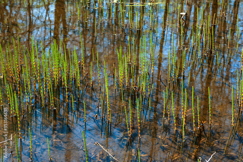 close-up swamp grass (marsh horsetail)