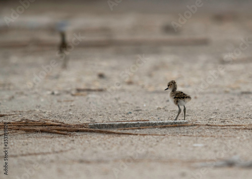 Black-winged Stilt chicks at Asker Marsh , Bahrain