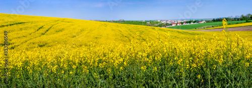 Big panoramic view fields of oilseed rape in bloom