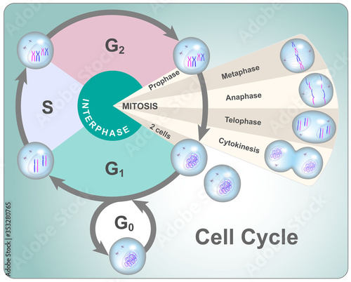 Division cycle of eukaryotic cell divided into four phases: G1, S, G2 and mitosis