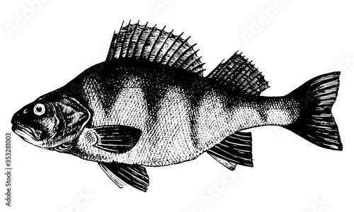 Bass, Perca fluviatilis. Fish collection. Healthy lifestyle, delicious food. Hand-drawn images, black and white graphics.