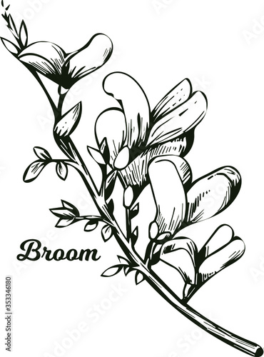 Broom flower, dyers greenwood, weed and whin, furze, green broom, greenweed, wood waxen vector illustration of blooming flowers. Genista tinctoria, lupine lupin gorse and laburnum monochrome
