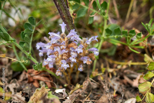 Orobanche ramosa