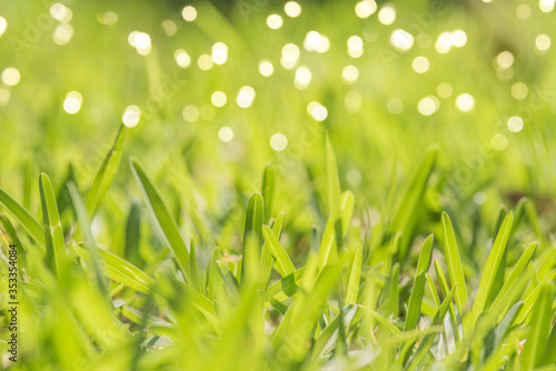 abstract spring background or summer background with fresh grass