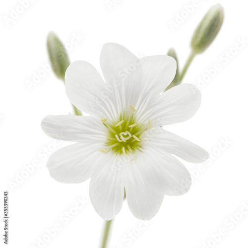 White flower of Cerastium, isolated on white background
