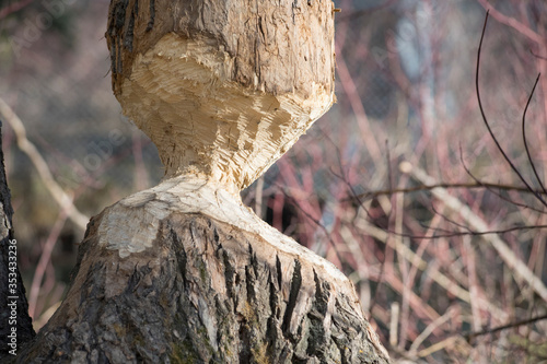 A Canadian beaver has chewed through a poplar tree showing its bite marks as the beaver enjoys it new habitat in an urban park.