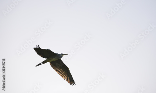 Herron flying at wheldrake ings near york, england, uk