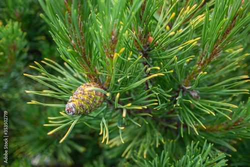 Close up Jack pine (Pinus banksiana) is an eastern North American pine. 