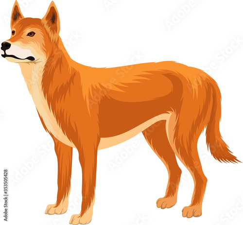Australian wild dog dingo vector illustration