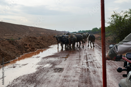 dirty clay Asian road in the rain, cows blocked the path, interfering with the tuk-tuk 