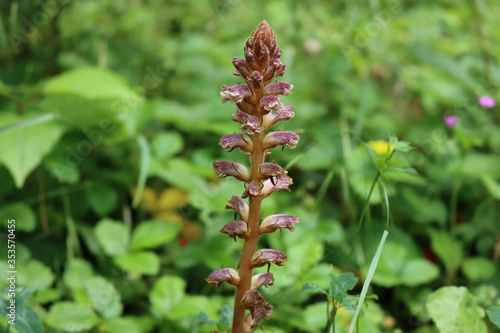 Broomrape, branched broomrape flower in the meadow in springtime .Orobanche species 