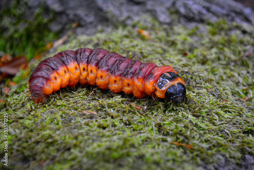 caterpillar 