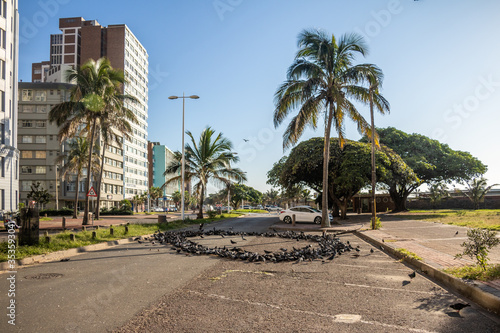 Durban city centre pigeons on closed road