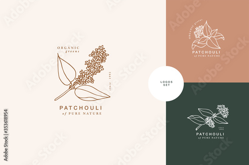 Vector illustration patchouli branch - vintage engraved style. Logo composition in retro botanical style.