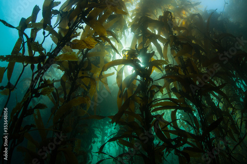 A forest of Giant kelp, Macrocystis pyrifera, grows in the cold eastern Pacific waters that flow along the California coast. Kelp forests support a surprising and diverse array of marine biodiversity.