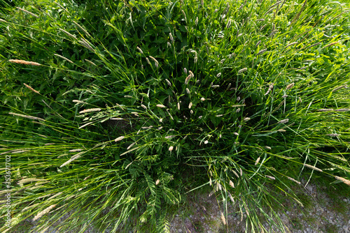 Zielona trawa, łąka