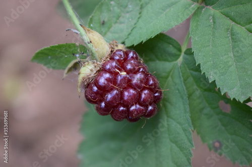 Immature blackberry fruits (Rubus ulmifolius)