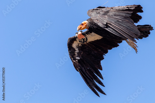 Critically endangered California condor (Gymnogyps californianus) in flight. Grand Canyon, Arizona, USA.