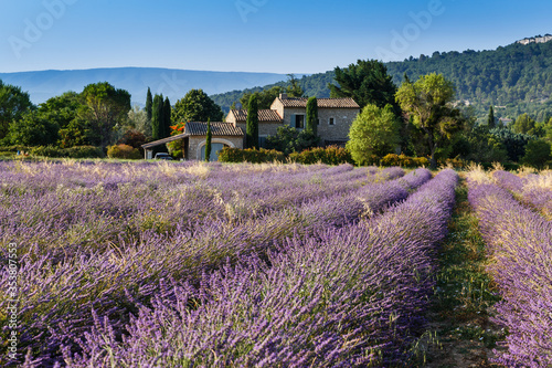Provence, France. Blooming fields of lavender in Provence region of France, June, summer. Traditional french house at the edge of lavender field. 
