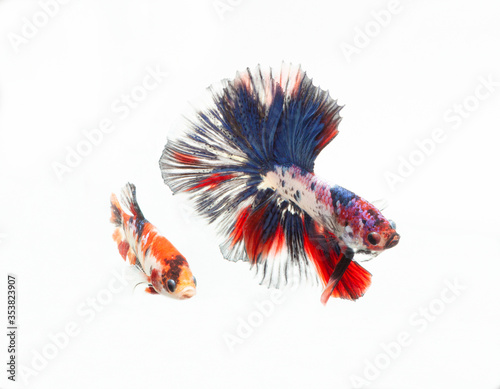 Multi color siamese fighting fish,half moon fancy,Betta splendens,on white background,Front view