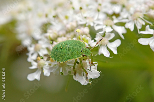 Green shield bug / Grüne Stinkwanze (Palomena prasina) im letzten Nymphen-Stadium 