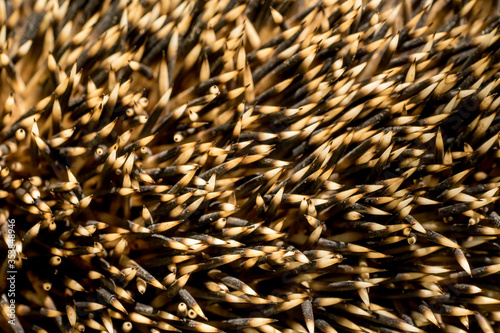 Closeup of the spikes of a European hedgehog (Erinaceus europaeus)