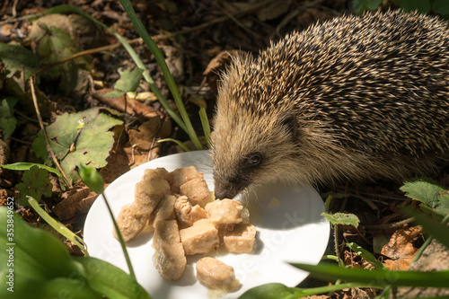 European hedgehog (Erinaceus europaeus) smelling cat food on a plate in a garden