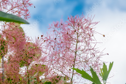 スモークツリーの花芽 花穂 グリーンボール けむりの木 青空背景