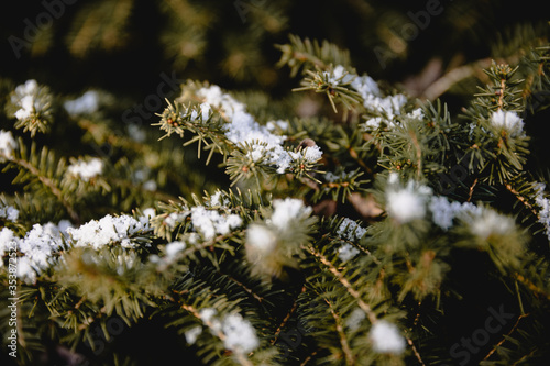 gałązki pokryte śniegiem na wiosnę 