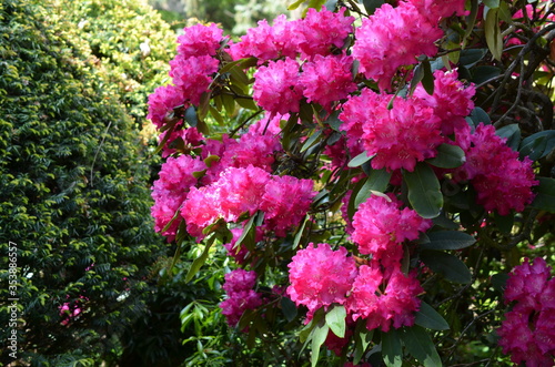 Rododendrony, kwitnące różaneczniki w kolorze fuksja, Rhododendron