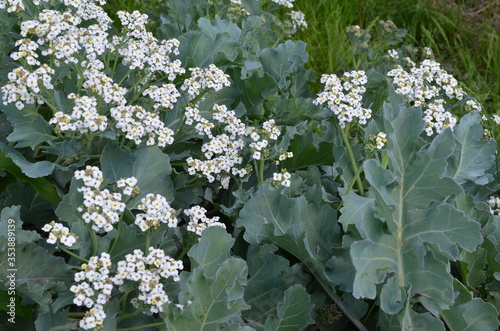 Modrak morski, kapusta morska, Crambe maritima, w fazie kwitnienia