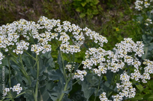 Modrak morski, kapusta morska, Crambe maritima, w fazie kwitnienia