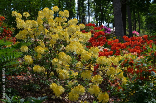 Rabata kwitnących rododendronów, Rhododendron, kolorowe różaneczniki