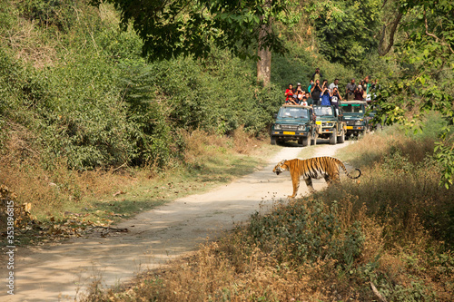 JIM CORBETT, INDIA-MAY 13: Tourists watching the Tigress Paro crossing the Sambar road along the Ram Ganga river on May 13, 2018, Jim Corbett, Uttrakhand, India