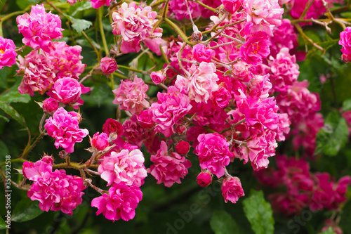 Climbing rose, pink Rambler roses, flower splendour