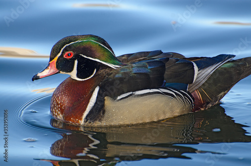 Wood duck male on placid water