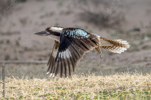 Laughing Kookaburra in flight with wings down