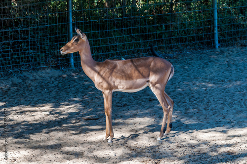 Gazelle photographiée dans un parc animalier.