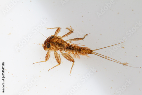 Heptageniidae, close-up of nymph in water