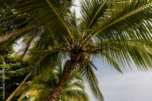 Palm trees at beautiful tropical beach with white sand and turquoise water on Perhentian Island, Malaysia