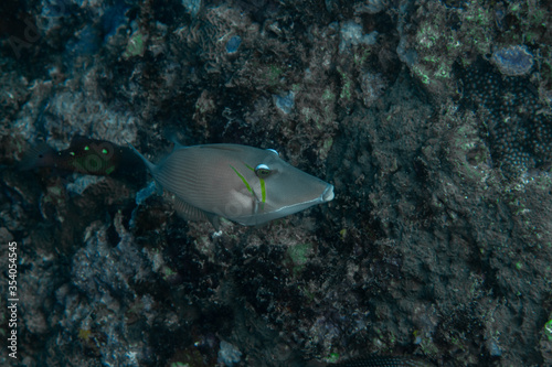 Close-up of a scythe / pallid triggerfish (Sufflamen bursa) on a coral reef s of the Andaman Sea, Thailand