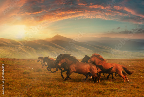 Horses at mountain meadows, Kazakhstan, plateau Assy near Almaty