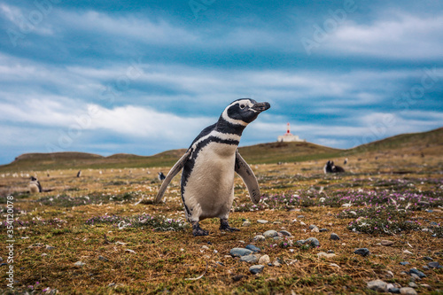 The Magellanic penguins in the Natural Sanctuary on the Magdalena Island, Chile