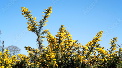A gorse bush with yellow flowers against a bright blue sky