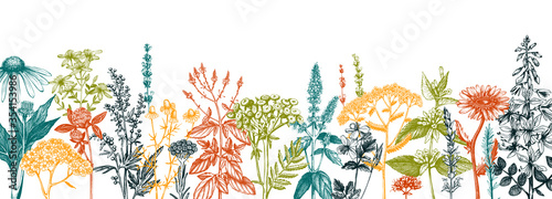 Hand drawn medicinal herbs banner design. Vector flowers, weeds and meadows sketches. Vintage summer plants template. Botanical background with floral elements in engraved style. Herbs outlines
